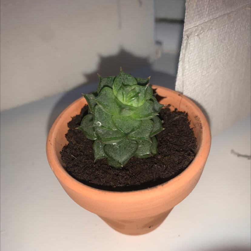 Echeveria Elegans plant photo by @con named echeveria on Greg, the plant care app.