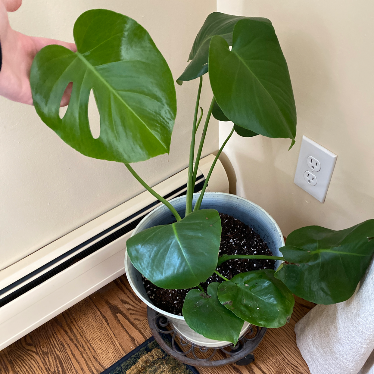 Monstera pinnatipartita plant in a pot with vibrant green leaves, hand holding a leaf.