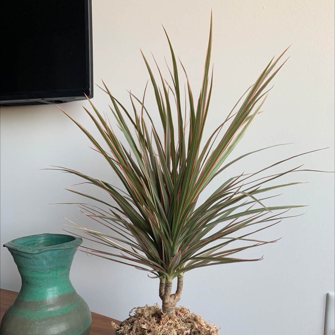 Dracaena marginata 'Bicolor' plant with green and red striped leaves, well-framed and healthy.
