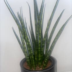 Cylindrical Snake Plant plant