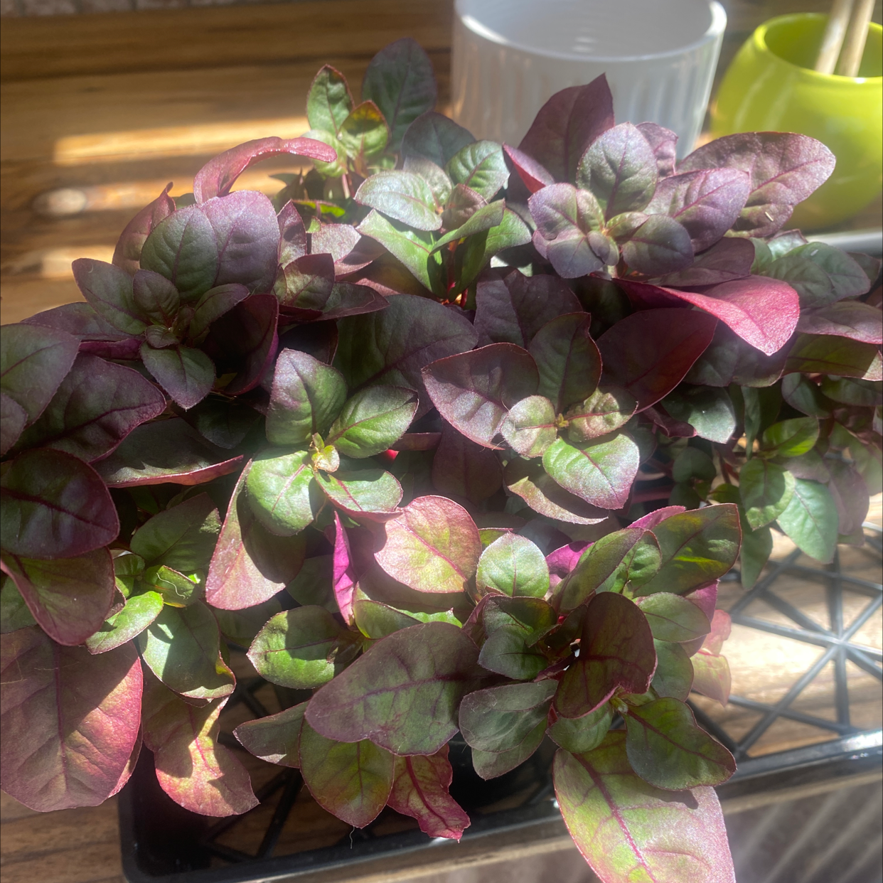 Brazilian Joyweed plant with vibrant green and purple leaves, well-lit and healthy.