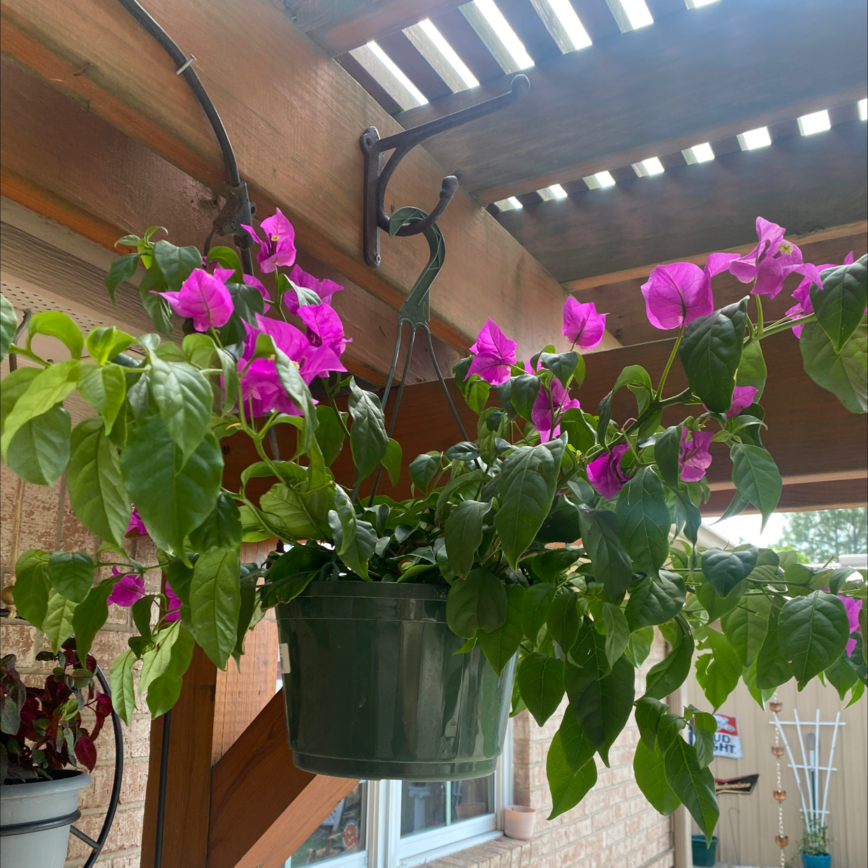 Hanging pot with a Lesser Bougainvillea plant, featuring vibrant pink flowers and healthy green leaves.