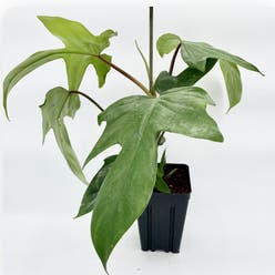 Philodendron 'Florida Beauty' plant