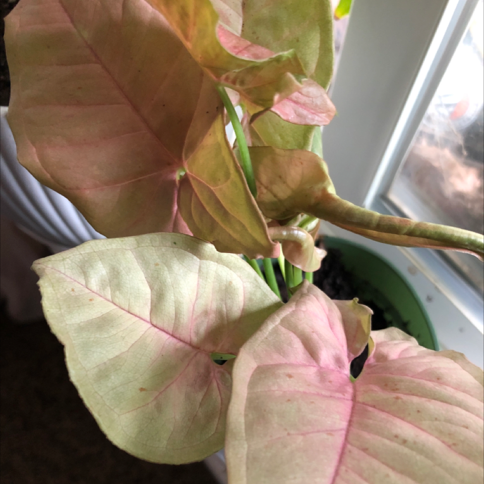 Pink Arrowhead Vine with leaves showing green and pink hues, slight yellowing and browning.