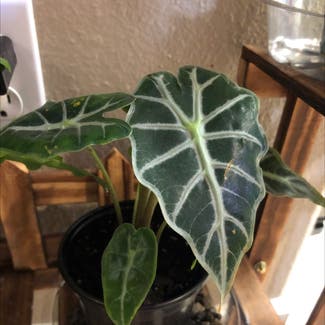 Alocasia 'Mandalay' plant in Somewhere on Earth
