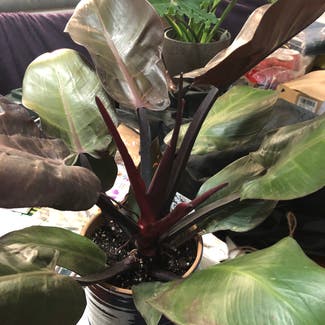 Philodendron 'Black Cardinal' plant in Somewhere on Earth