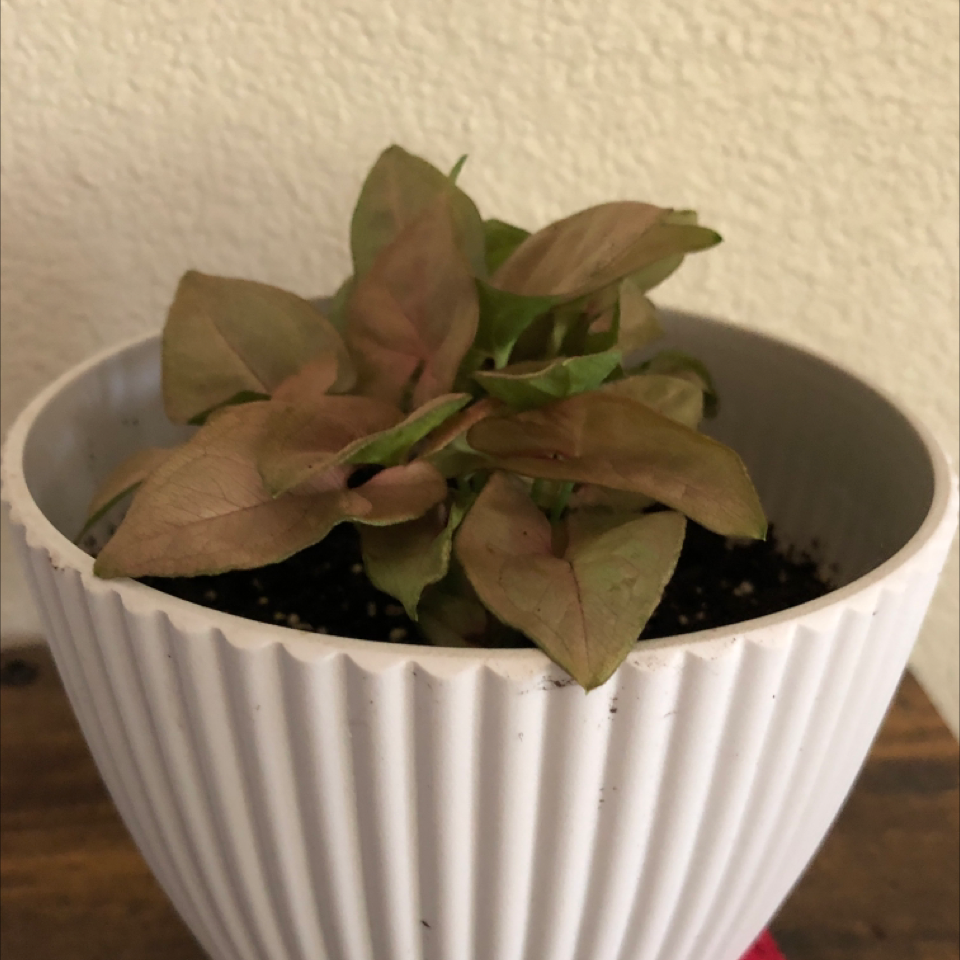Photo of the plant species Coral Arrowhead Plant by @Rinne named Carol on Greg, the plant care app