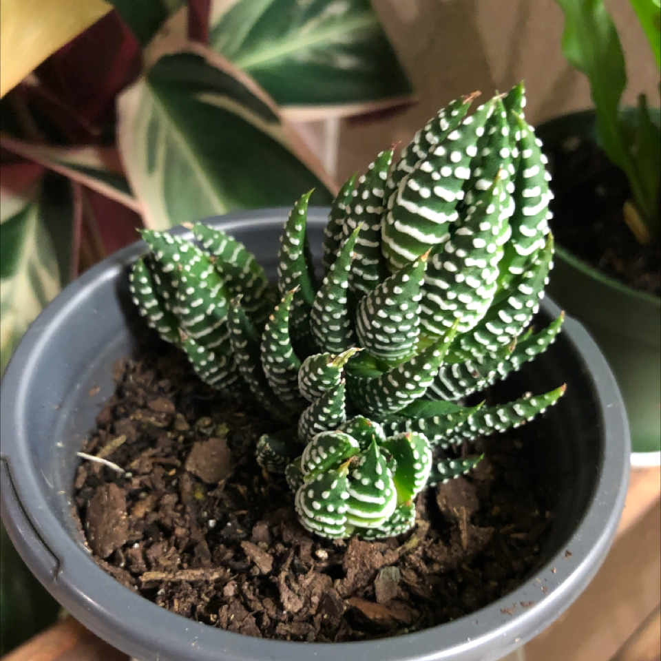 Haworthia Alba plant in a pot with visible soil, appears healthy.