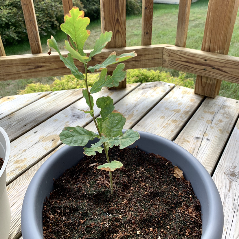 Young English Oak plant in a pot on a wooden deck, with visible soil and healthy green leaves.