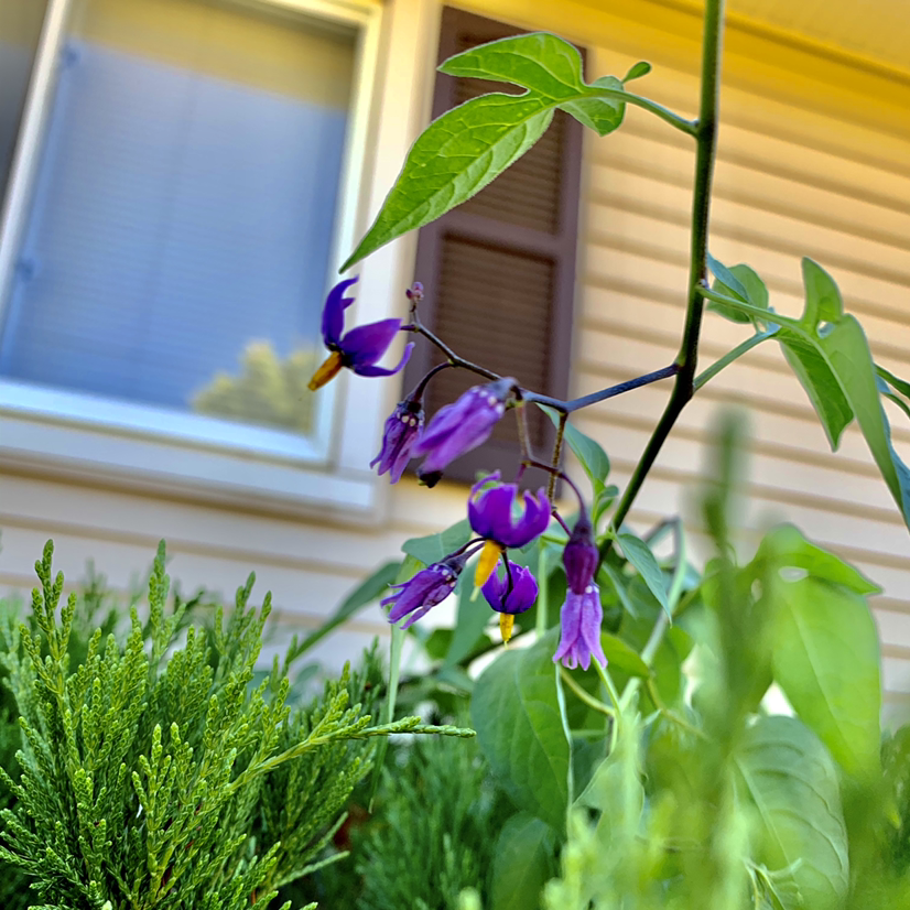 Bittersweet plant with purple flowers in a garden setting.