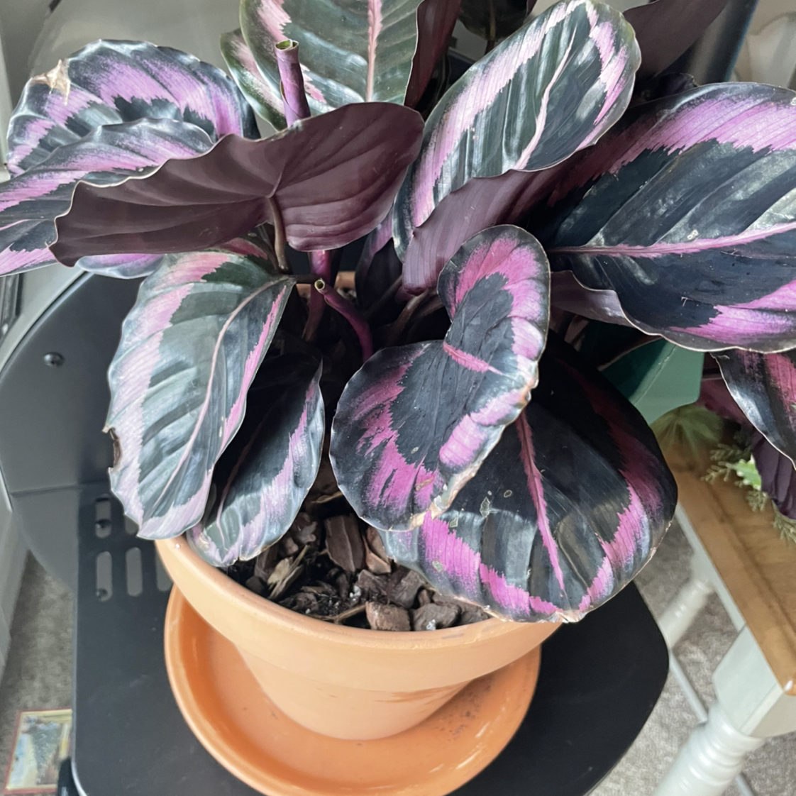 Photo of the plant species Musk Brush by @WingedMastic named Dorothea on Greg, the plant care app