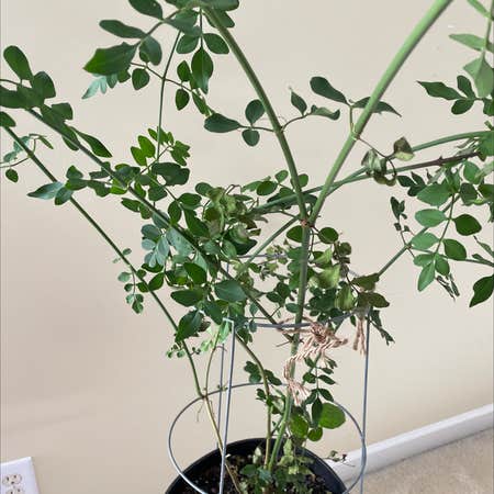 Photo of the plant species Chrysojasminum fruticans by Stockyfeijoa named Gomez on Greg, the plant care app