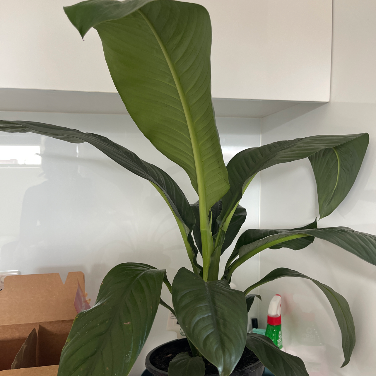 Sensation Peace Lily with large, dark green leaves in a black pot indoors.