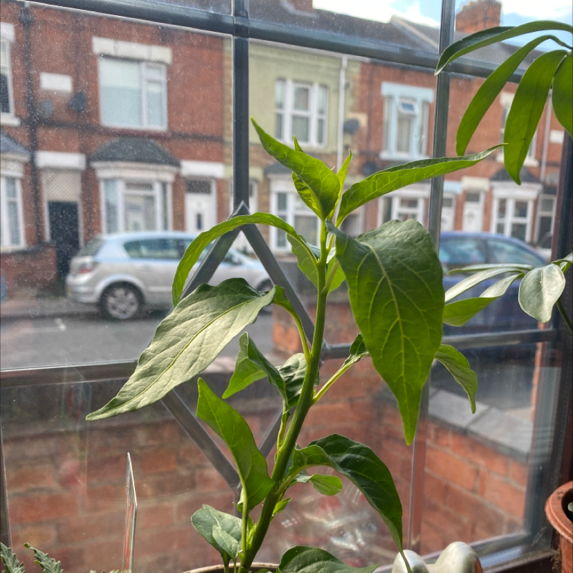 Healthy Tabasco Pepper plant near a window with vibrant green leaves.