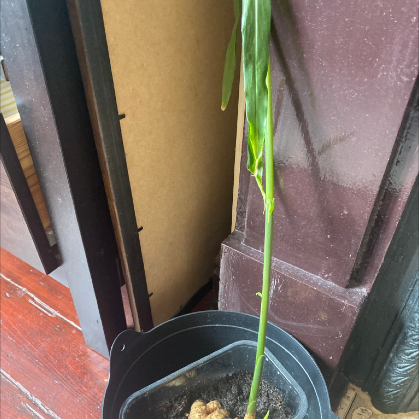 Potted ginger root plant with tall green stem and elongated leaves.