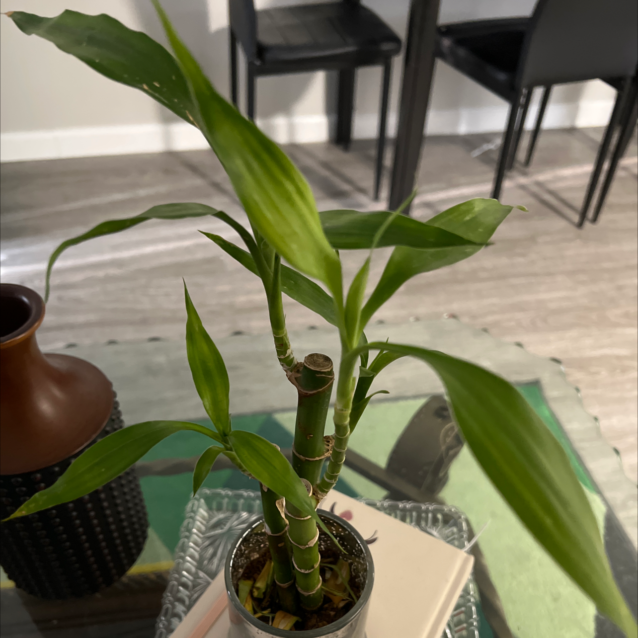 Lucky Bamboo plant photo by @LuckyBroom named Madonna on Greg, the plant care app.