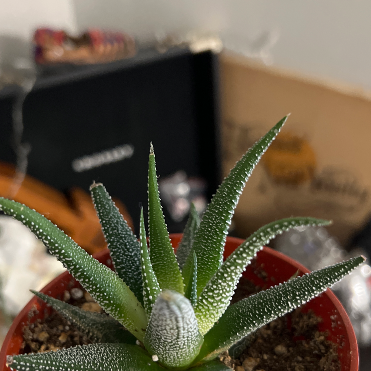 Zebra Plant plant photo by @LuckyBroom named Denali on Greg, the plant care app.
