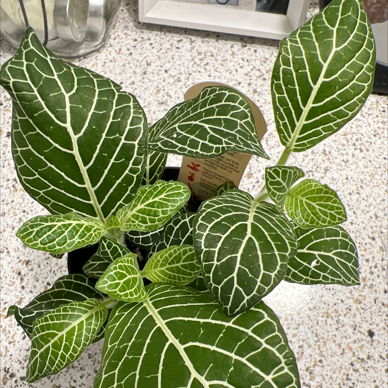 Nerve Plant plant photo by @LuckyBroom named Foxxy on Greg, the plant care app.