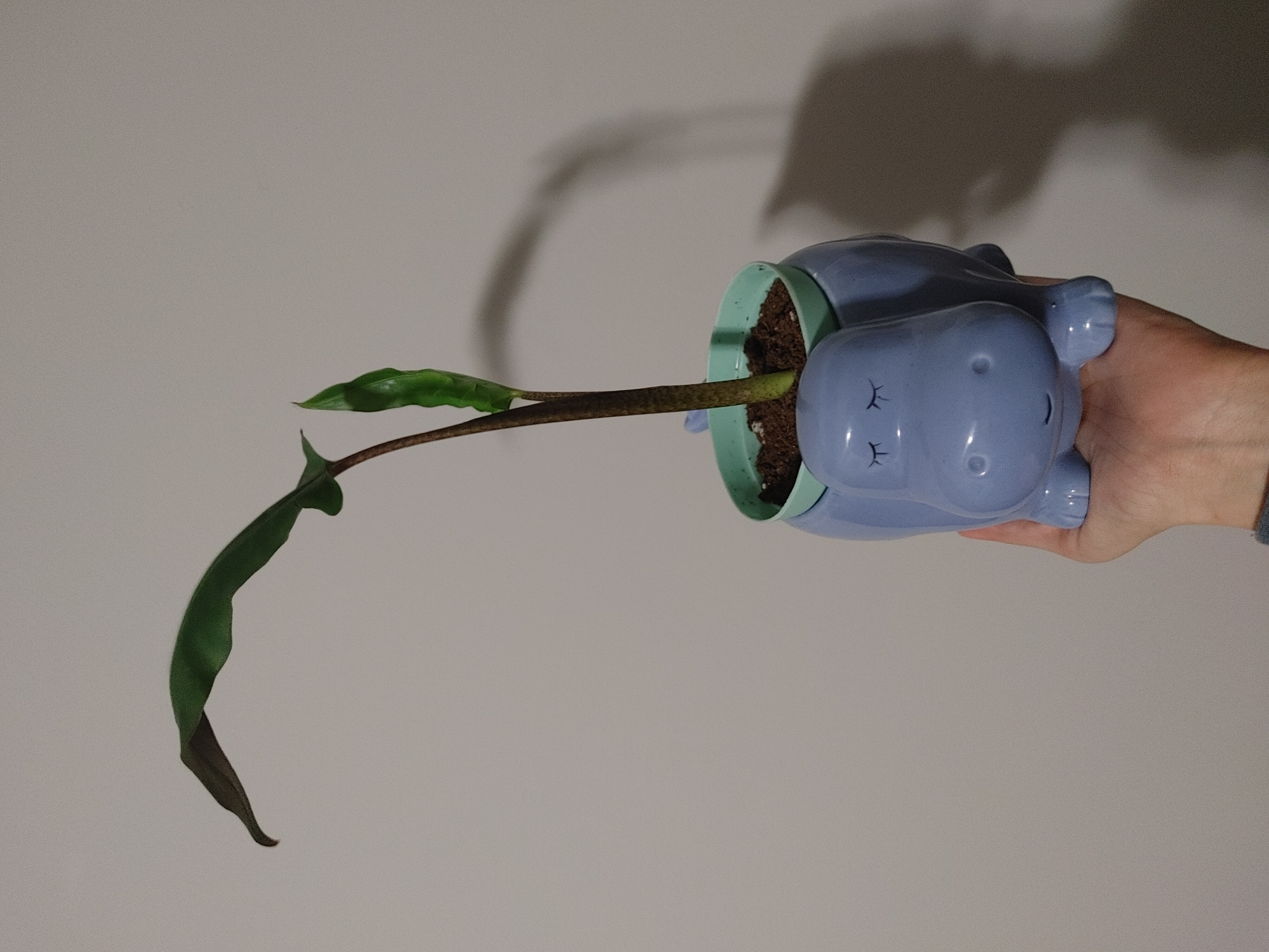 Purple Sword plant in a decorative pot held by a hand, with some browning leaves.