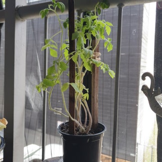 Tomato Plant plant in Fortitude Valley, Queensland
