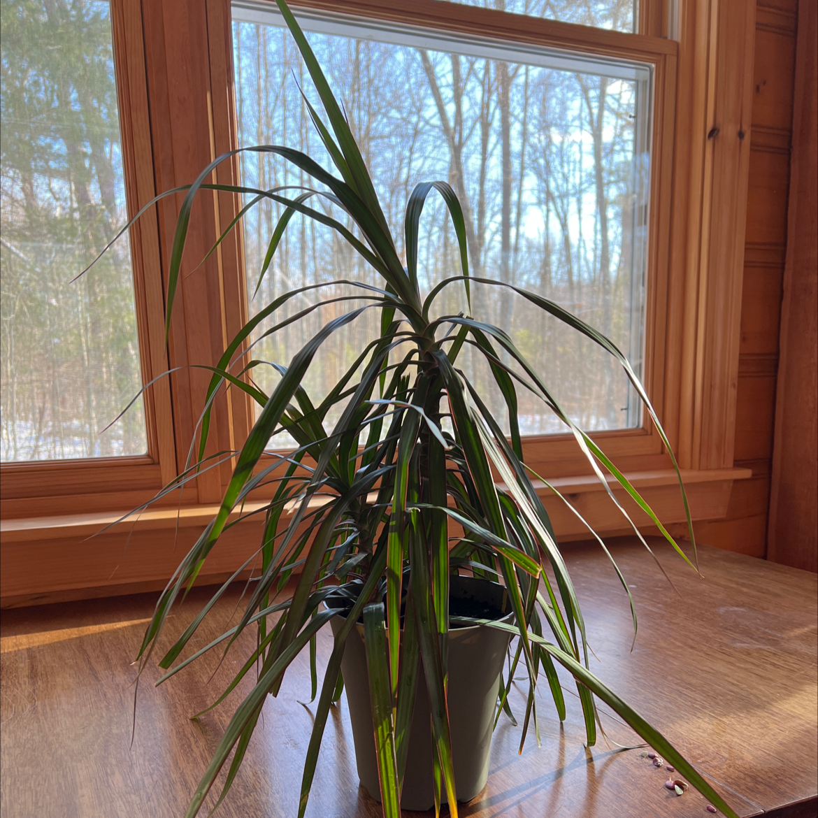 Madagascar Dragon Tree (Dracaena marginata) in a pot near a window with visible soil.