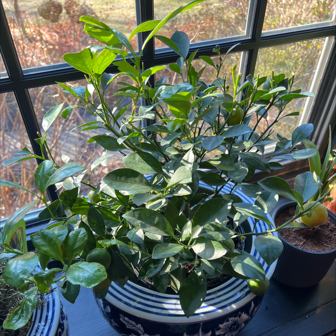 Potted oval kumquat plant with glossy, dark green leaves on a windowsill.