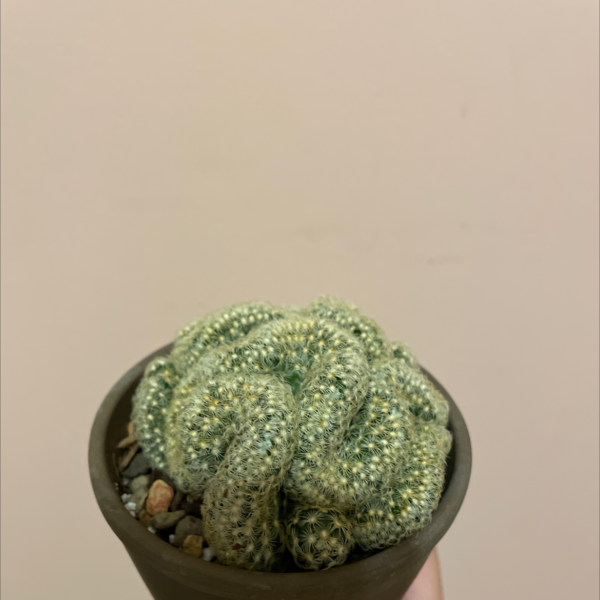 Photo of the plant species Echinofossulocactus palmillas by @ZealouslyBibi named Your plant on Greg, the plant care app