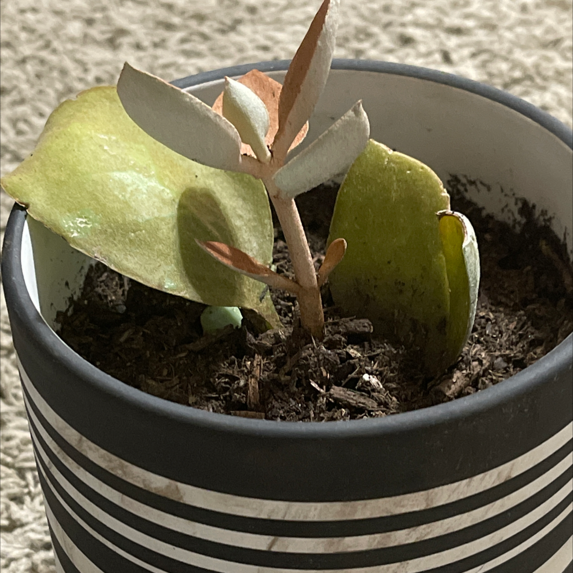 Potted Crassula cotyledonis with yellowing and browning leaves, visible soil.
