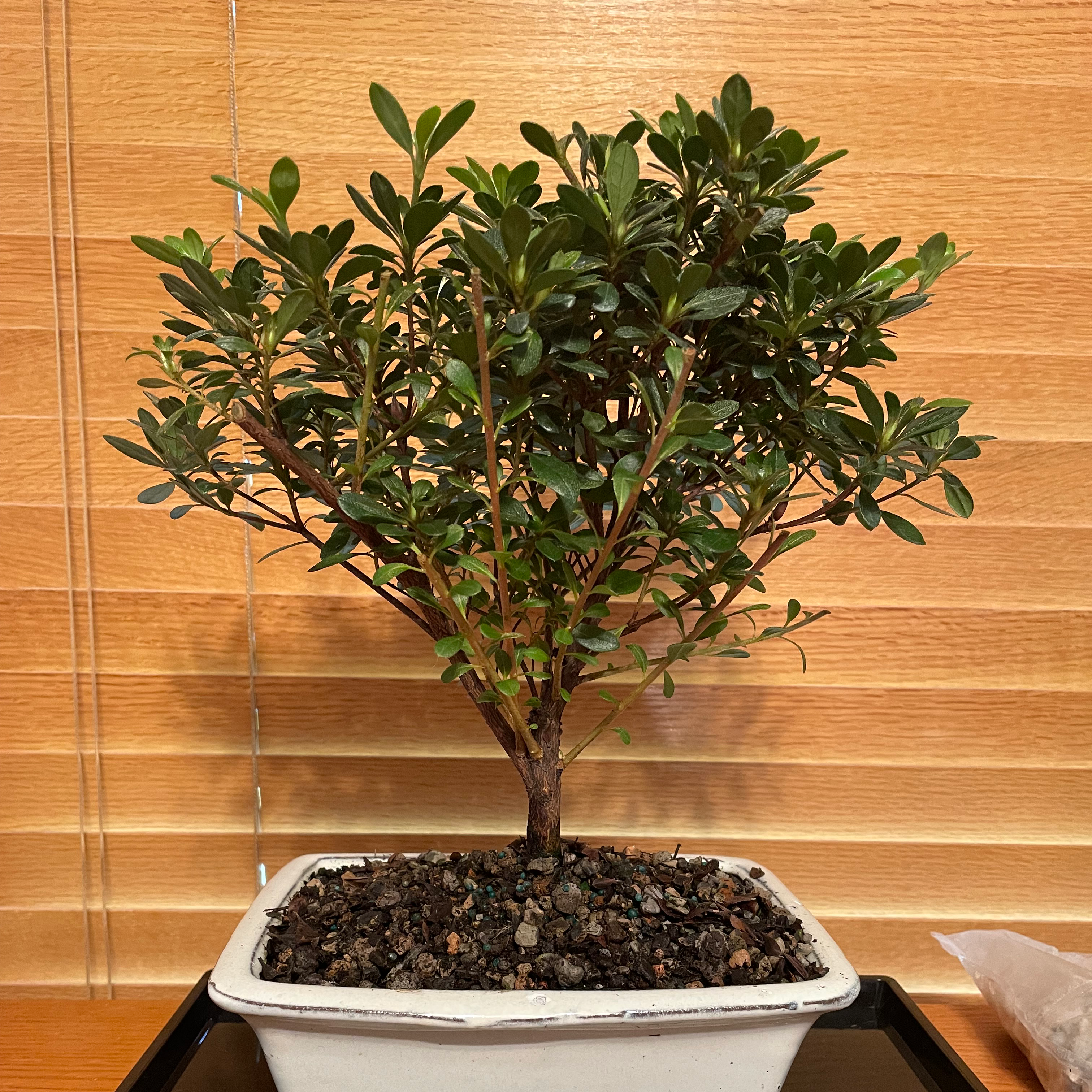 Healthy Pink Azalea plant in a white pot with vibrant green leaves.