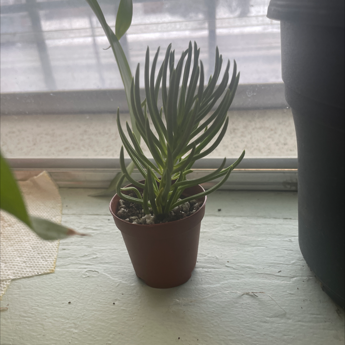 A healthy Succulent Bush Senecio in a small pot on a windowsill.
