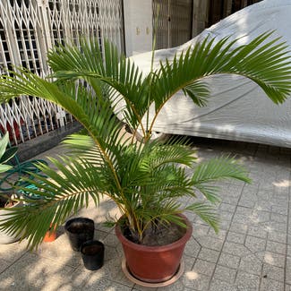 Areca Palm plant in Phnom Penh, Phnom Penh