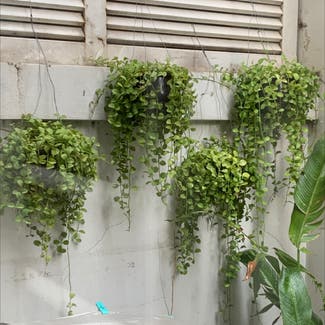 String of Tears plant in Phnom Penh, Phnom Penh