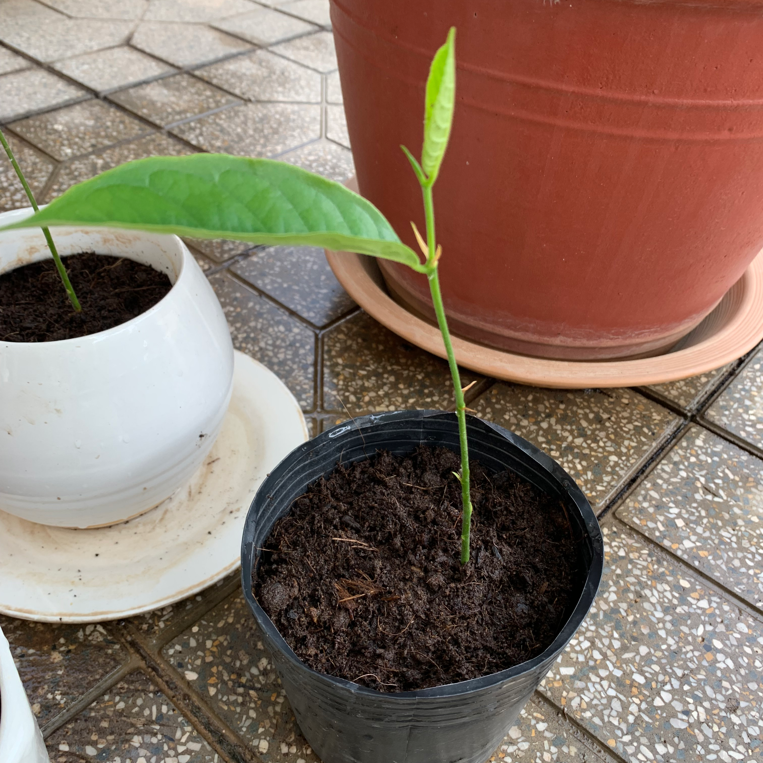 Young Jackfruit plant in a black pot with visible soil and green leaves.