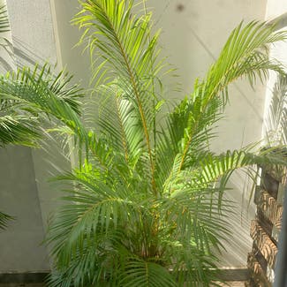 Areca Palm plant in Phnom Penh, Phnom Penh