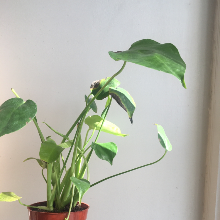 Split Leaf Philodendron in a pot with some yellowing and browning leaves.