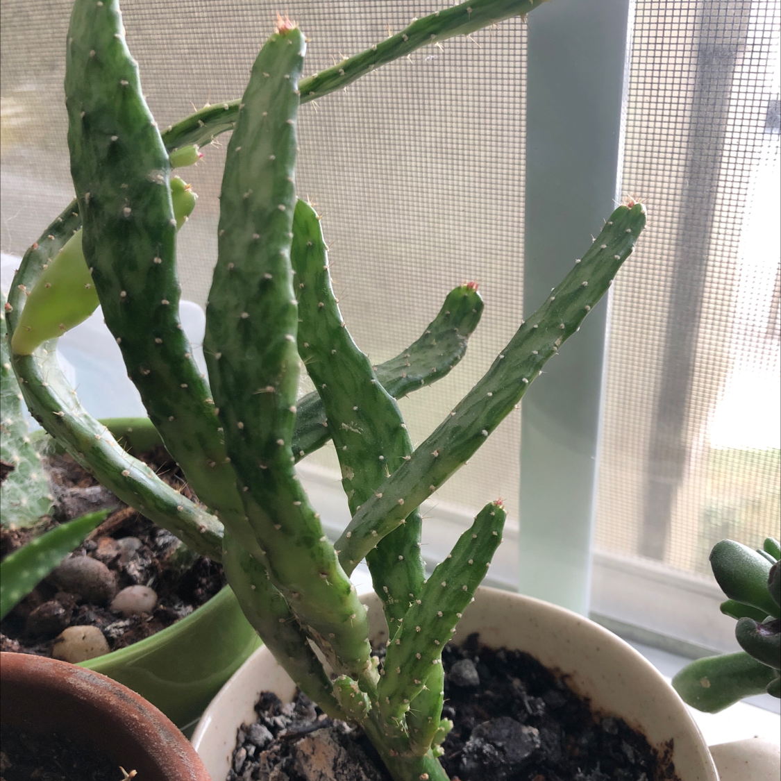 Drooping Prickly Pear plant in a pot near a window with visible soil.
