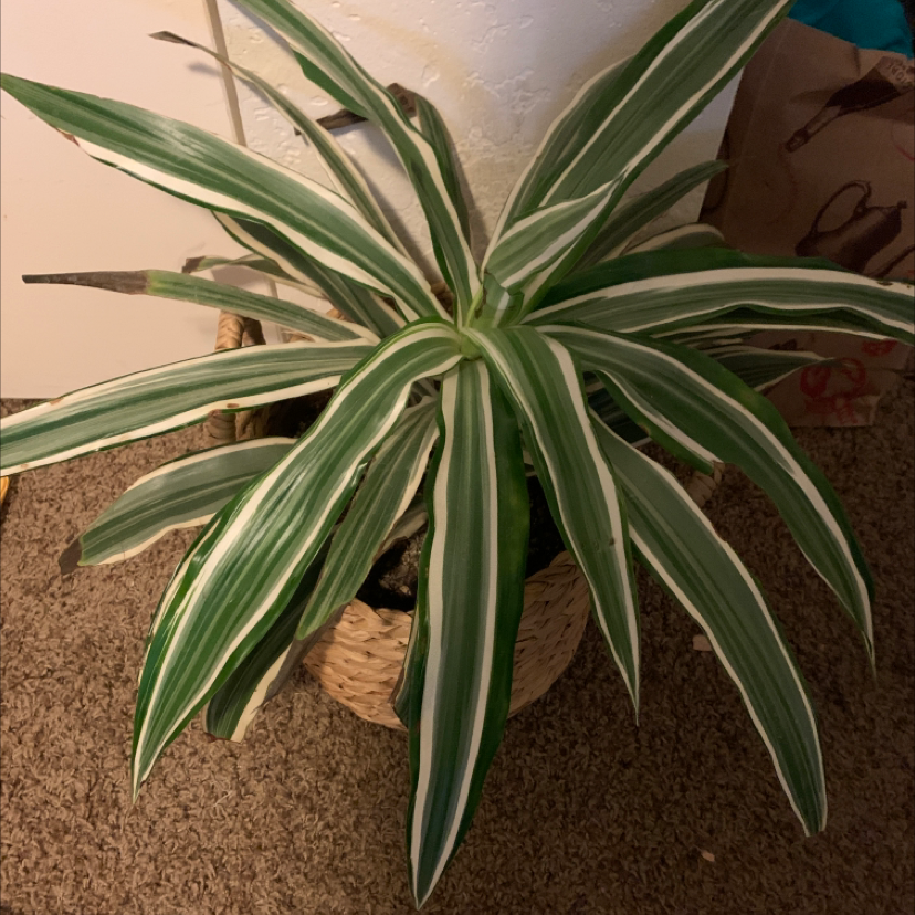 Photo of the plant species Marble Peperomia by Mary named Dracenea on Greg, the plant care app