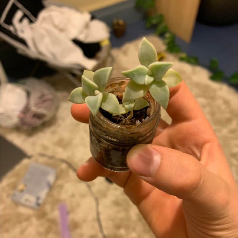 A healthy Ghost Plant succulent in a small pot held by a hand.