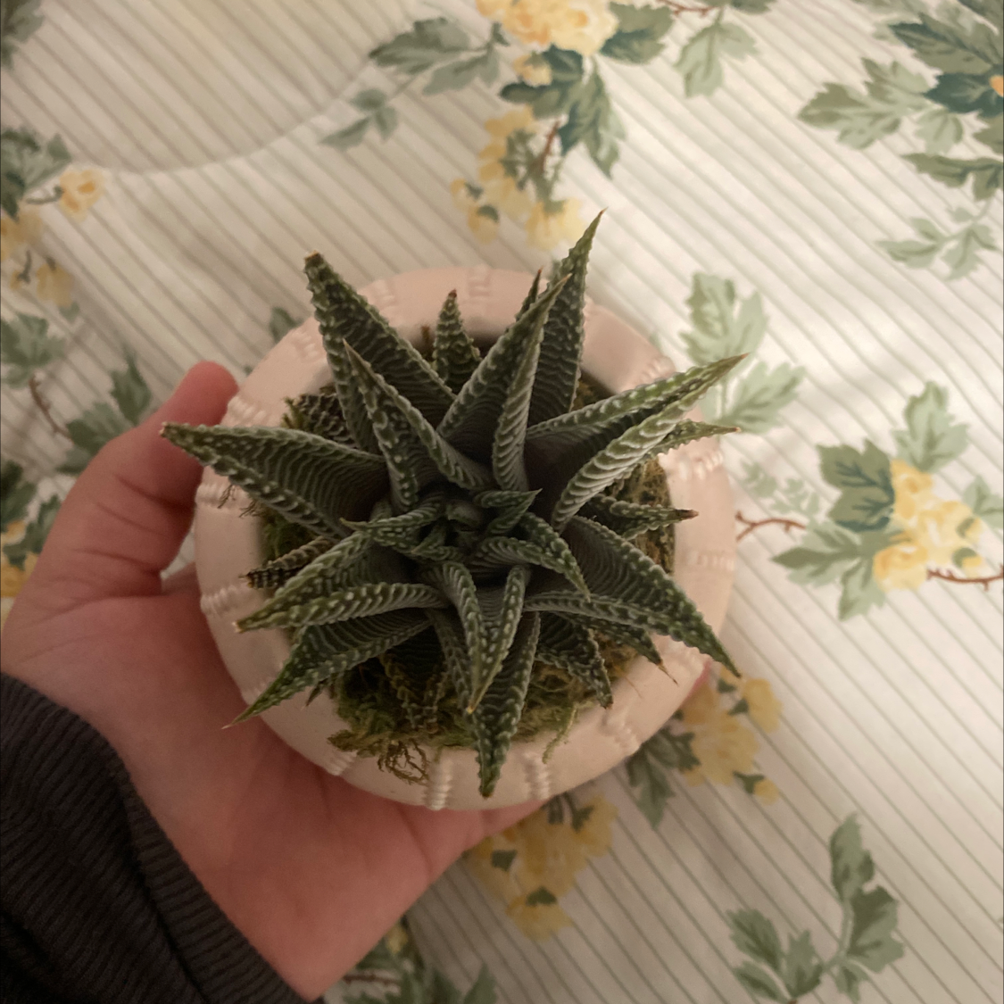 Healthy Haworthia limifolia 'Fairy Washboard' succulent plant with raised leaf ridges, held in a human hand.