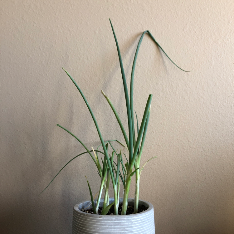 Cylindrical Snake Plant in a pot with slight yellowing at the tips of the leaves.