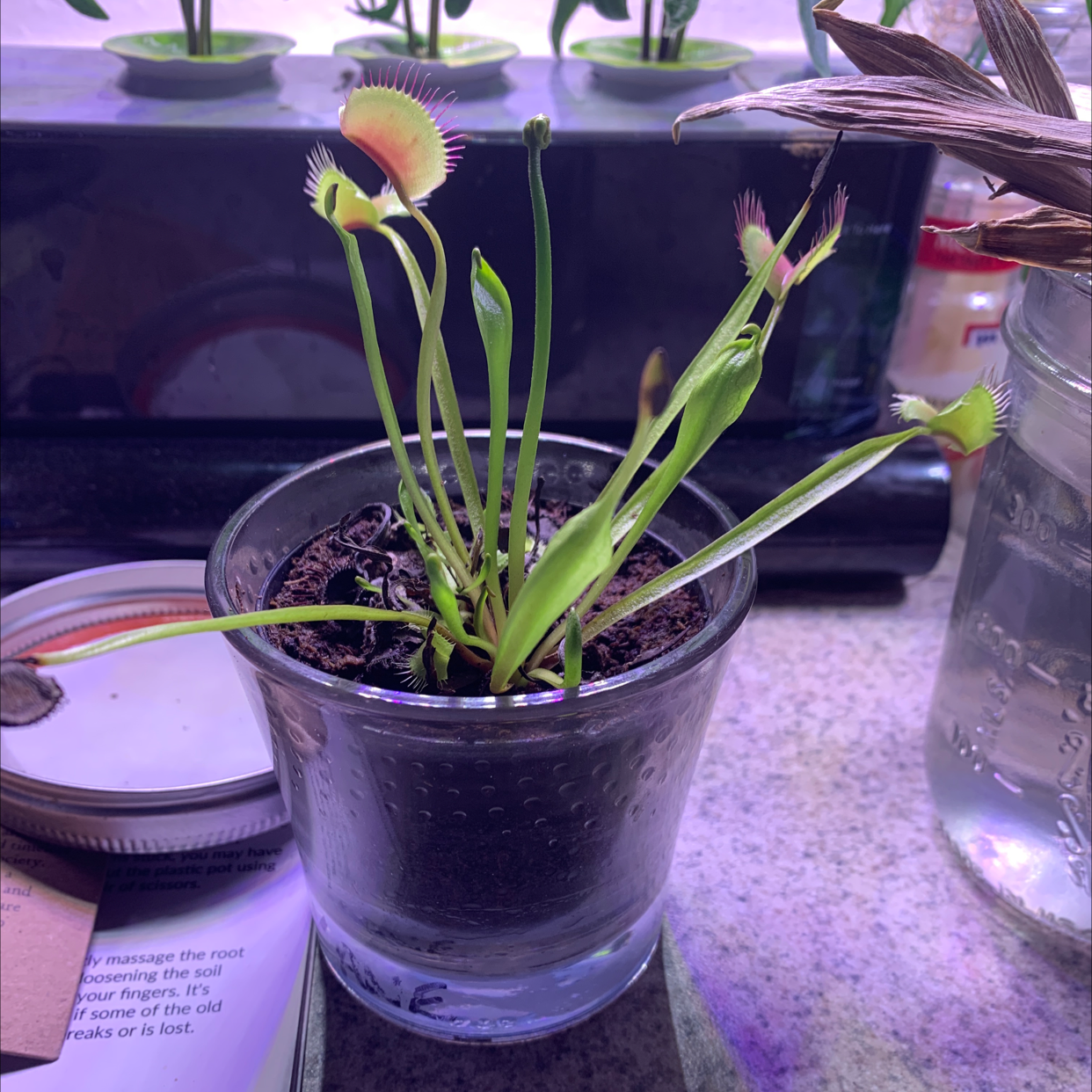 Venus Fly Trap in a glass container with visible soil, some leaves browning.