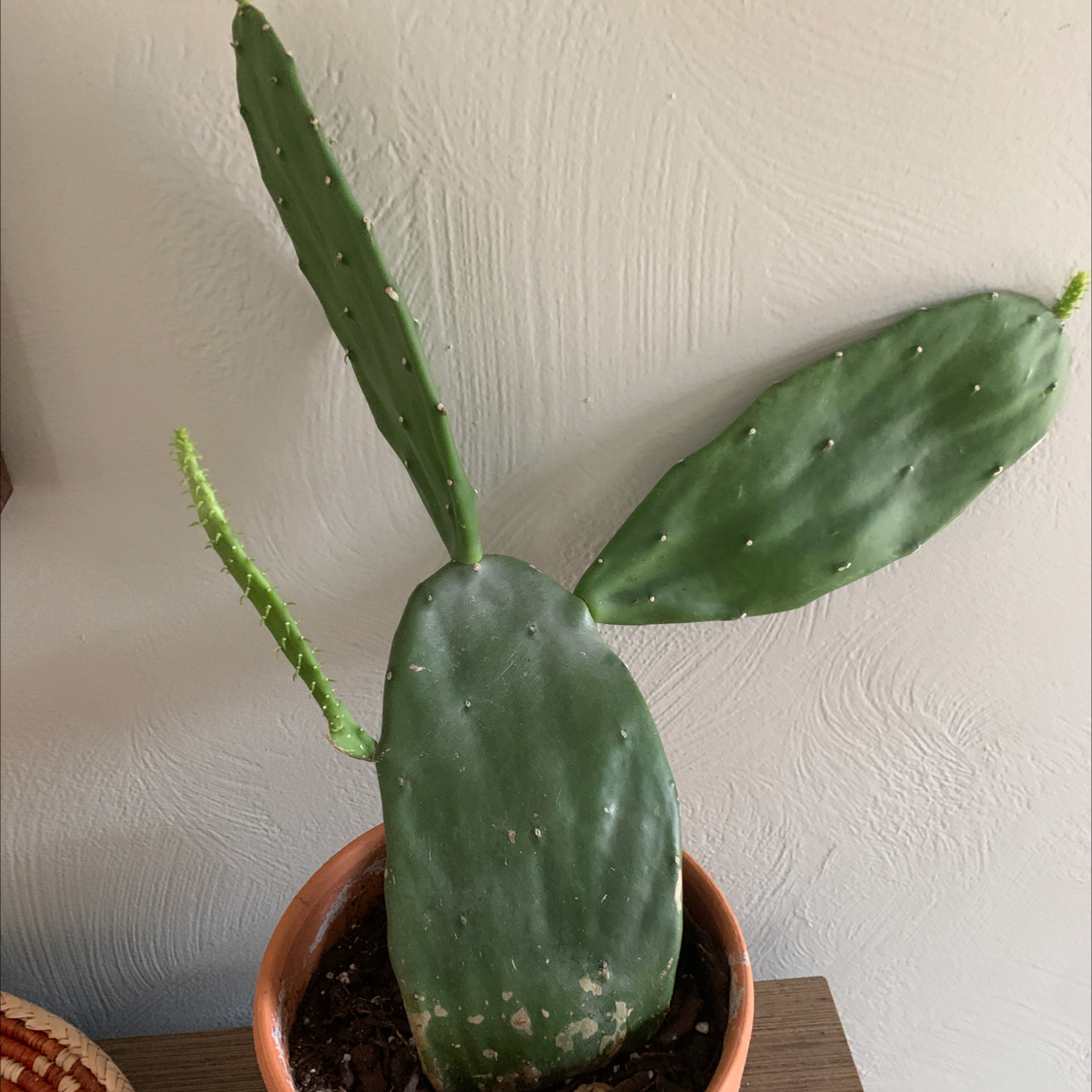 Smooth Prickly Pear cactus in a pot with visible soil, well-framed and in focus.
