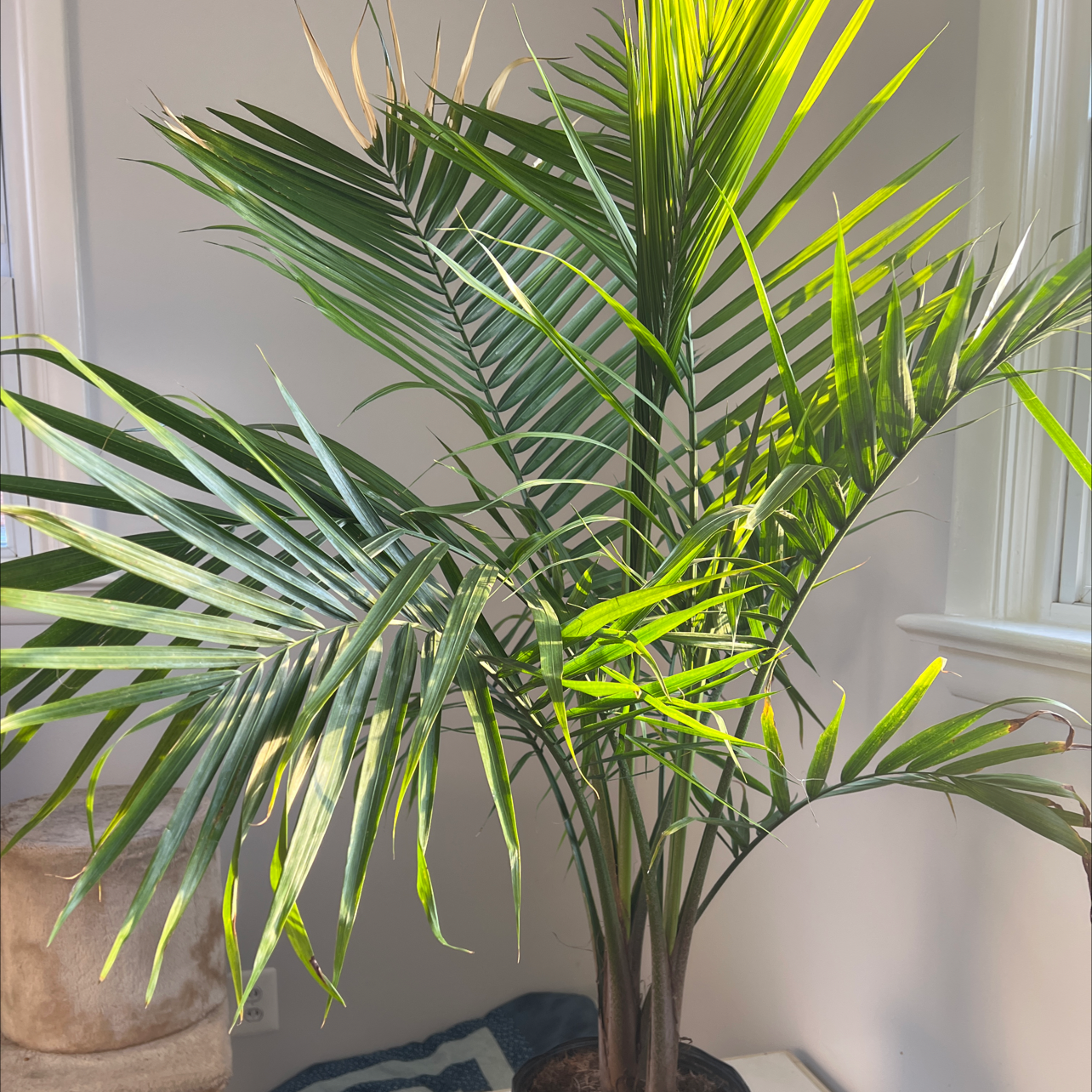 Photo of the plant species Majesty Palm by @DirectPomelo named MP on Greg, the plant care app