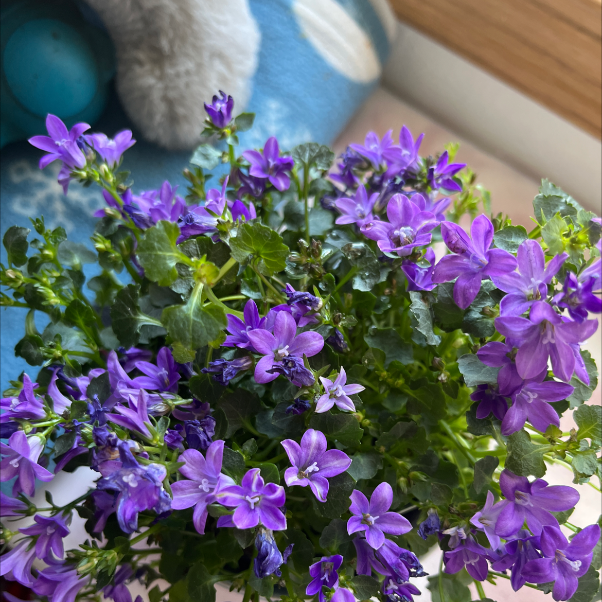 A healthy Peach-Leaf Bellflower with vibrant purple flowers.
