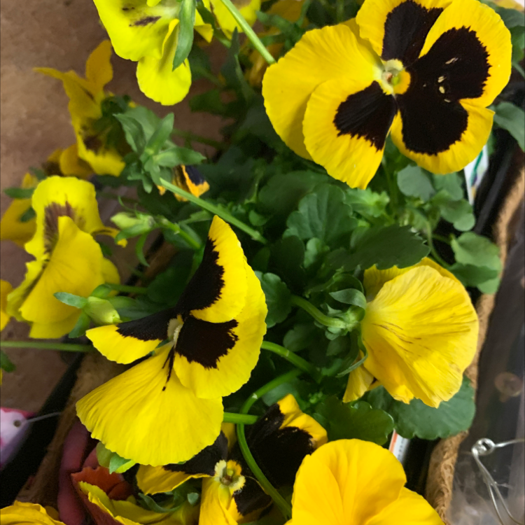 How Much Humidity Does My Pansy Need?