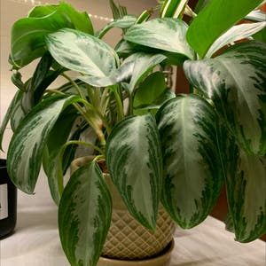Chinese Evergreen plant photo by @daniellemathias named Bigleef Smalls on Greg, the plant care app.