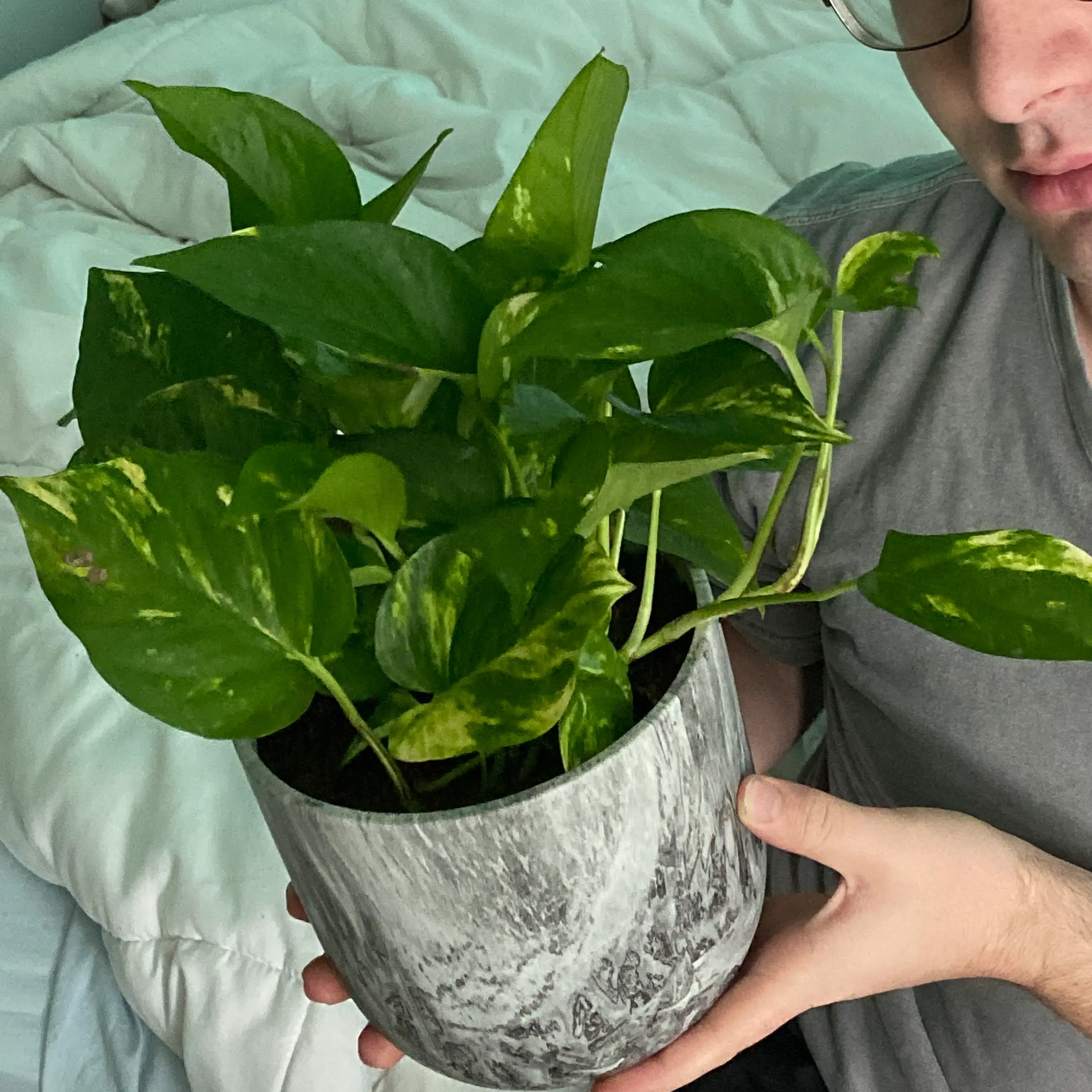 Taro Vine plant photo by @WellspokenRimu named Golden Pothos on Greg, the plant care app.