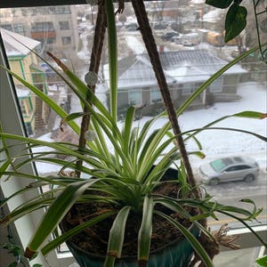 Spider Plant plant photo by @Micymonstera named Victoria on Greg, the plant care app.