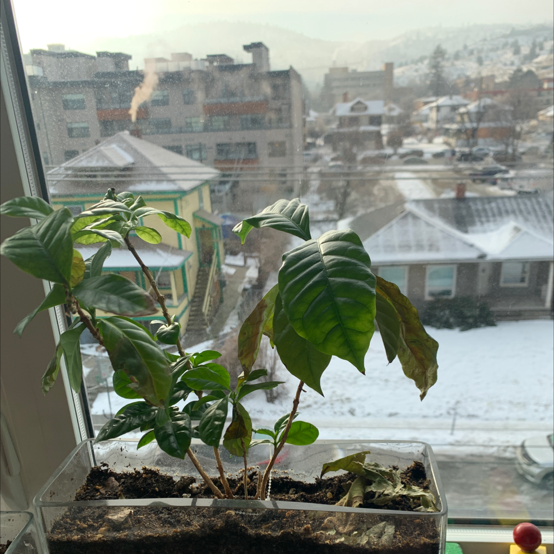 Arabian Coffee Plant plant photo by @Micymonstera named Espresso on Greg, the plant care app.