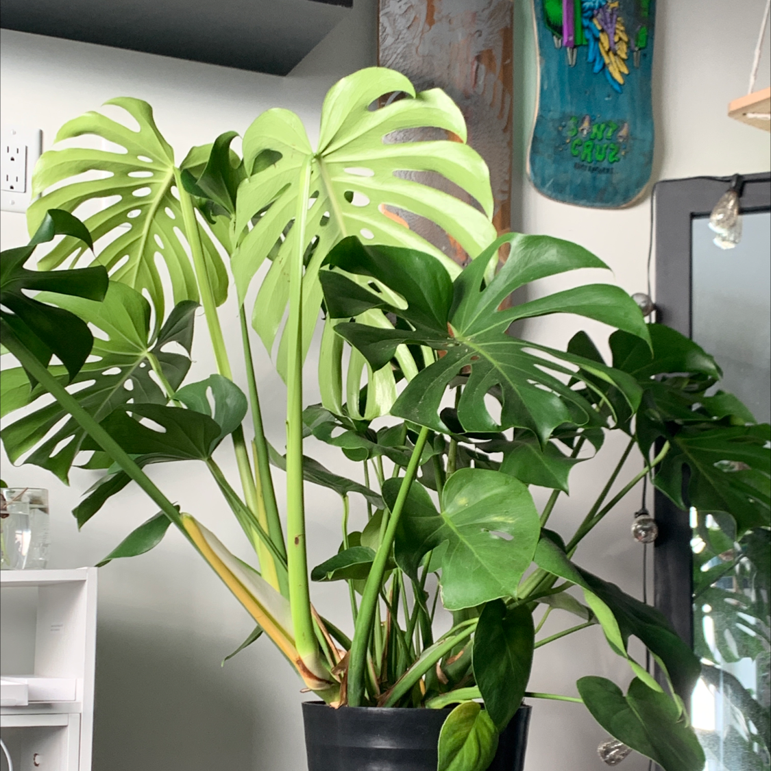 Monstera plant photo by @Micymonstera named Ginormica on Greg, the plant care app.